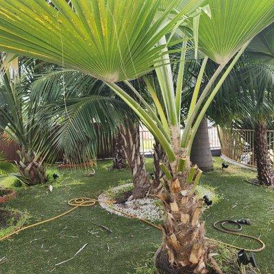 Discovery Island Palms