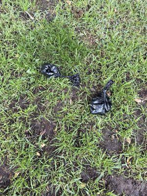 Dog poop left by other tenants on grass.
