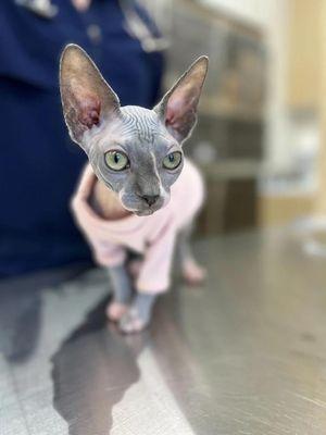 Petfolk Veterinary & Urgent Care - North Miami Biscayne