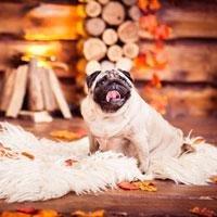 West Hazleton Veterinary Hospital