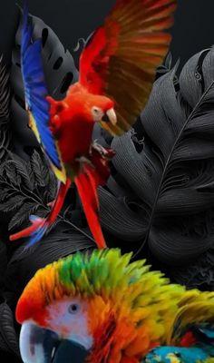 This is Coco, my Macaw Parrot