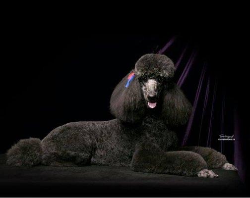 Sandy King's Pet Supplies & Grooming Salon