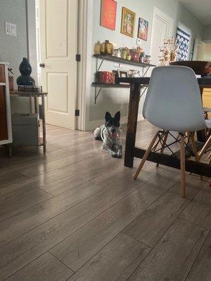 Dawg-A-Holic Training