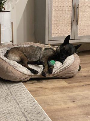 Paw Commons Pet Resort - Encinitas