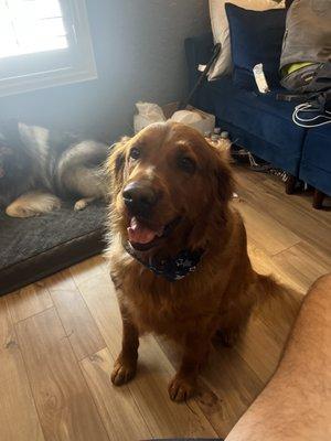 Bark and Bathe Pet Salon