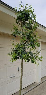 Our new holly tree!! Thanks Cullen & Jerry!