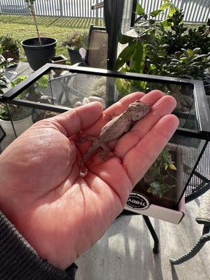 Baby Cuba false chameleon