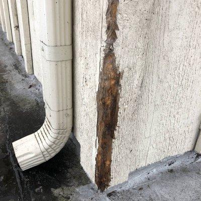 Anytime Bat Control and Wildlife Removal