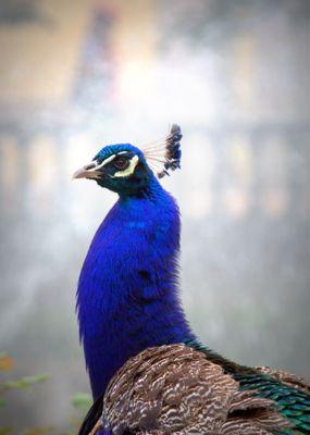 Kyle Patrick Photographic