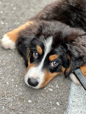 Cimarron Animal Clinic