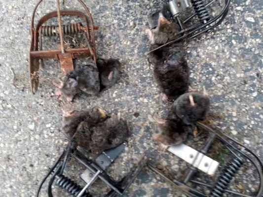 Wildlife Removal Lakeland