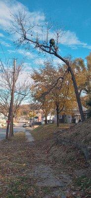 Campbell's Transportation & Courier Services LLC