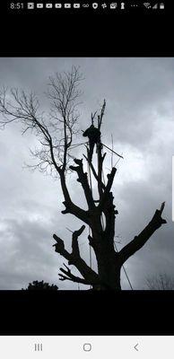 Brother's Tree Service