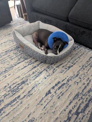 Alta Bluff Animal Hospital