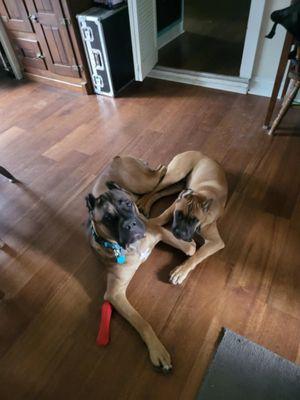 North Shreveport Animal Hospital