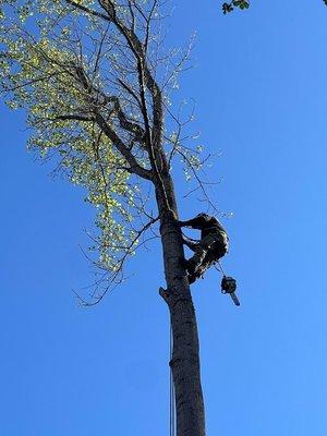 East Coast Tree Service
