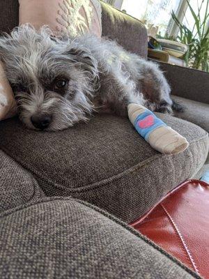 So much more happy and comfortable after getting taken care of by Dr. Cody Minor.