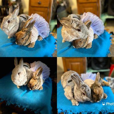 Cinnamon and dusty they were so amazing to them !