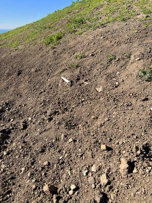 This is how they left irrigation lines they cut. No cap or seal, just left open.