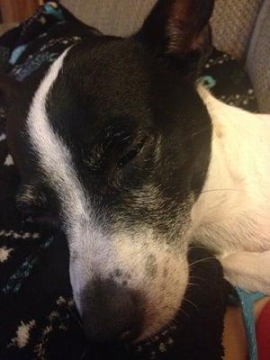 This is my puppy I adopted! He's sleepy!!