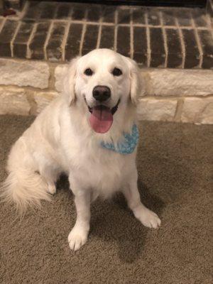 Sitt'n Pretty Mobile Paw Spa