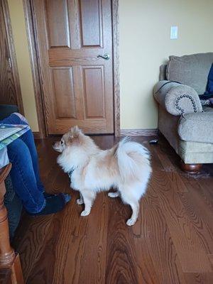 Kiss My Mutts Dog Grooming