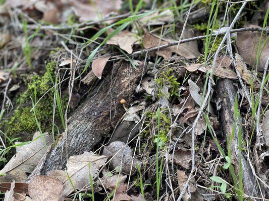 Sonoma Valley Regional Park