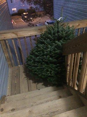 The beautiful tree as it was being brought inside.
