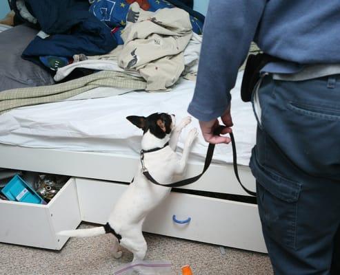 WeedBug Pest Services