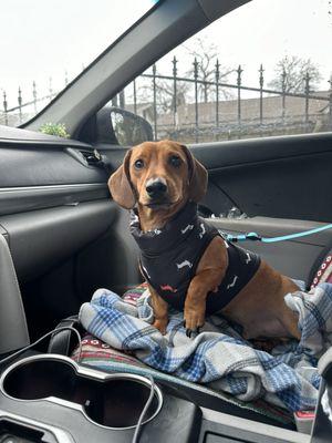 Vanguard Veterinary Associates