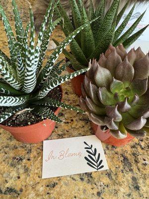 Brought these three beauties home