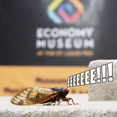 Cicada screams from excitement about visiting the Economy Museum.
