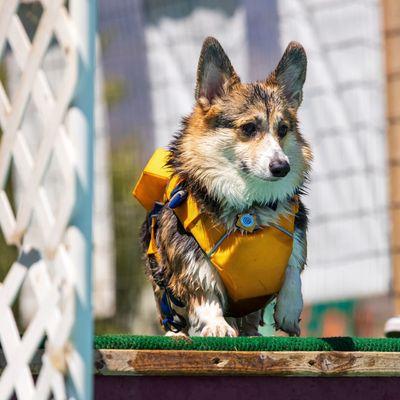 Doggy Styles Dog Grooming