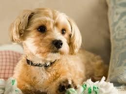 Buttercup, age 12. My little love!