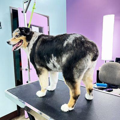 The Pampered Pet Grooming & Spa