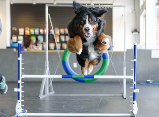 Recreational Agility for every breed, mix and size dog!