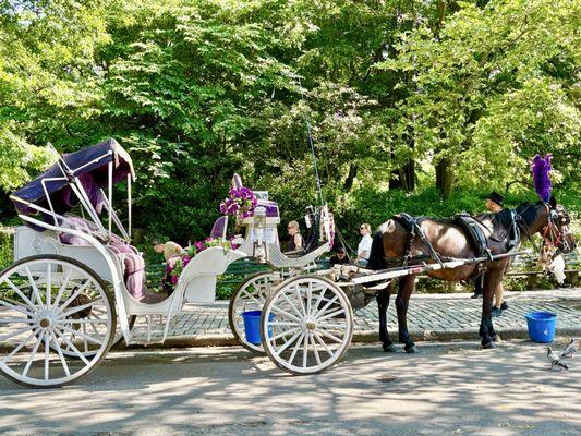 Familiar carriage driver. Haven't seen him in a while. Outside Tavern on the Green. 06/29/25