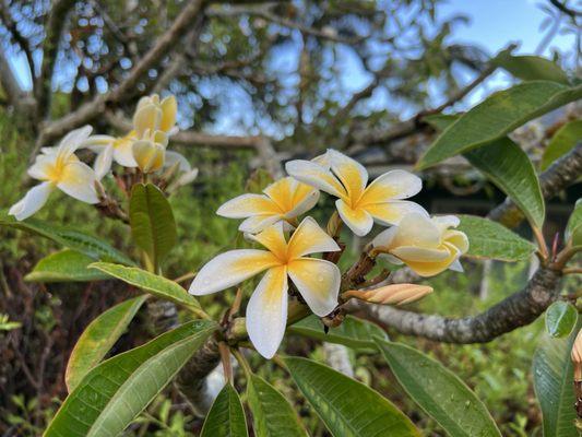 Banyan Tree Bed & Breakfast