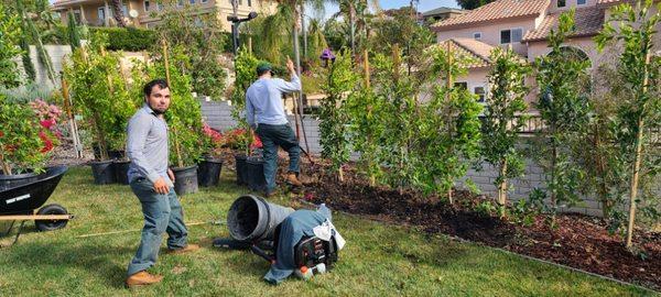 Calderon Tree Service & Landscaping