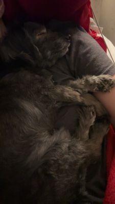 Cypress Point Animal Hospital