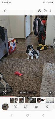 Nancy’s Mobile Dog Grooming