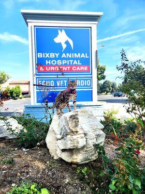 Bixby Animal Specialty and Emergency