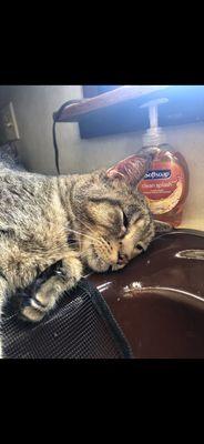 Forest Ridge Veterinary Hospital