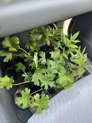 Red Stem Native Landscapes