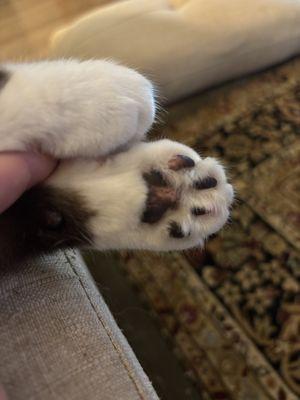 Second Chance Companions