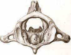 Upper Cervical Institute of Florida, P.A.