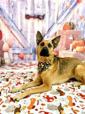 This photoshoot photo of my pup was provided free from the owner with the bath!