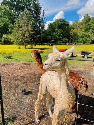 Minro Acres Alpacas
