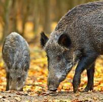 Wild Hogs