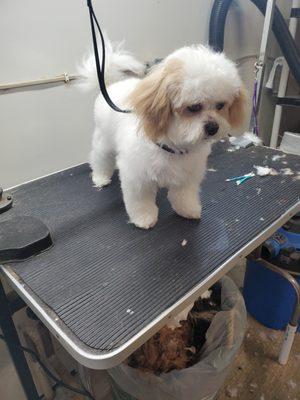 Kellies Canine Beauty